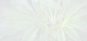 medical-marijuana-about-us