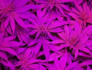 Medical-Marijuana-Fact6